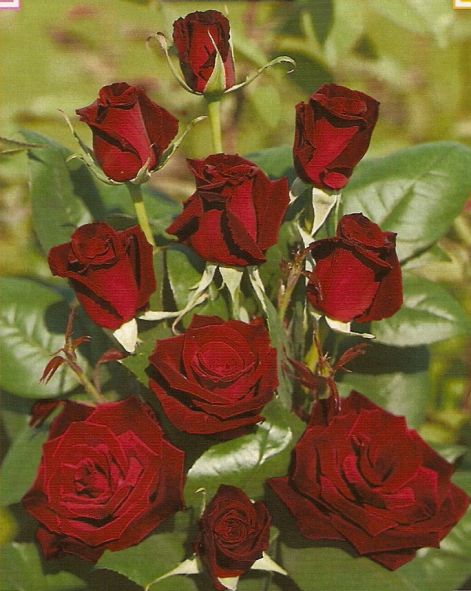 beolvasas0039.jpg beolvasas0039.jpg