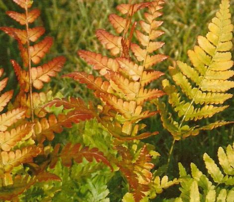 beolvasas0043.jpg beolvasas0043.jpg